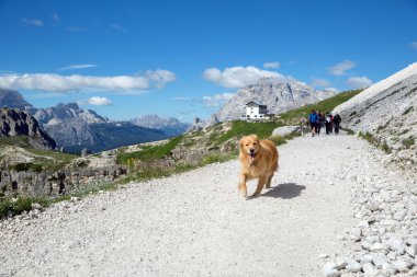 Dağlarda bir köpek