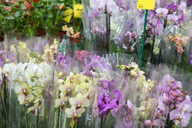 güzel orkide Çiçek mağazası