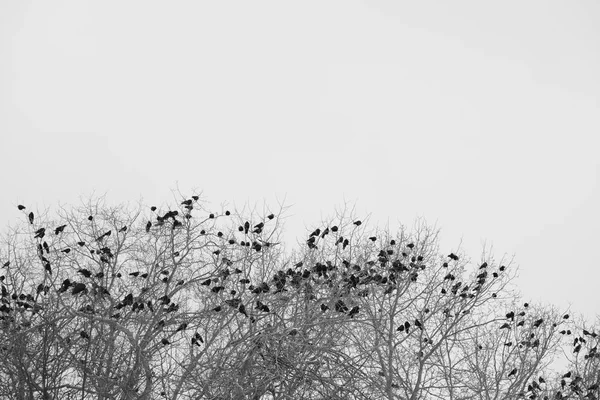 Ravens on branch — Stock Photo, Image
