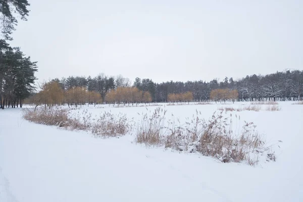 Winterliche Waldlandschaft — Stockfoto