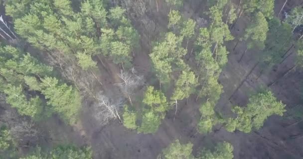 Pinhal vista aérea — Vídeo de Stock