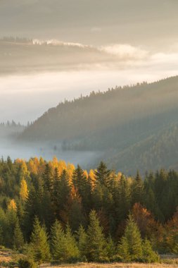 Dağlarda sonbahar ormanı