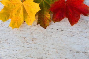 Sonbahar akçaağaç yaprakları yalan üzerine beyaz bir tablo