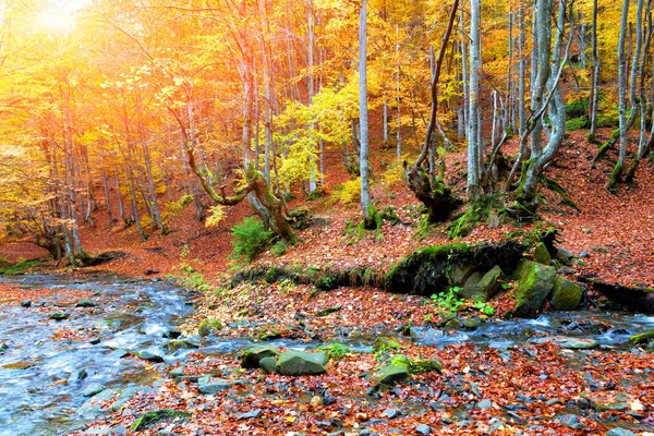 Autumn forest in the mountains — Stock Photo, Image