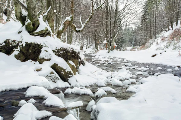 Güzel kış ormanı ve nehir