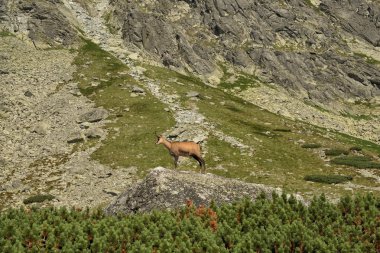 Dağ keçileri Tatra Dağları, Polonya