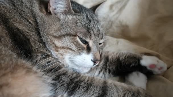 Кошка Моет Морду Лапами — стоковое видео