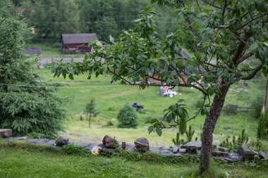 Bahçede peyzaj. Bahçedeki patika.