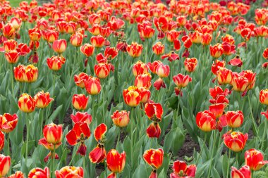 Gündoğumu üzerinden Hollanda'da Lale alan ile büyülü bir manzara