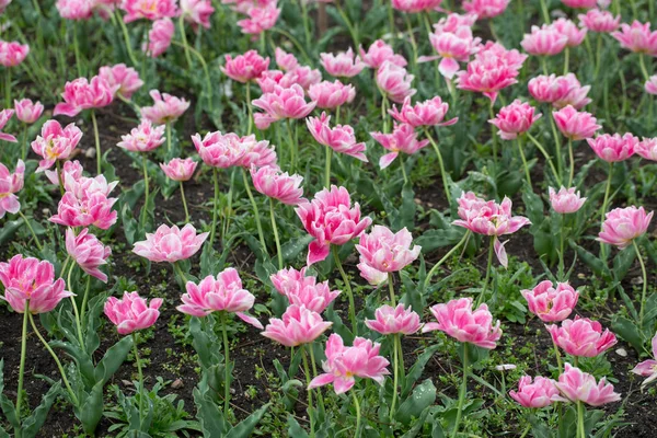 Eine magische Landschaft mit Sonnenaufgang über dem Tulpenfeld in den Niederlanden — Stockfoto