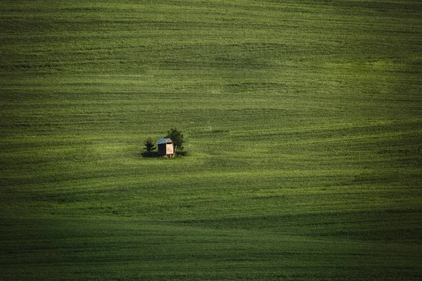 Pagórków pól pszenicy zielony. Niesamowity krajobraz minimalistyczny bajki z falami wzgórza, wzgórza. Streszczenie tło natury. Kraj południowomorawski, Czechy — Zdjęcie stockowe