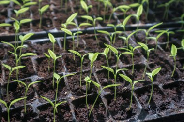 seçici yeşil tohum. Tohumdan yetişen yeşil salata.