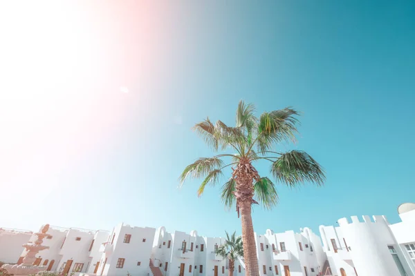 Palmbomen tegen de blauwe hemel, Palmbomen aan de tropische kust, vintage getint en gestileerd, kokosboom, zomerboom, retro — Stockfoto