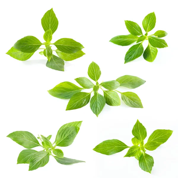 Green fresh sweet basil leafs isolated on white background — Stock Photo, Image