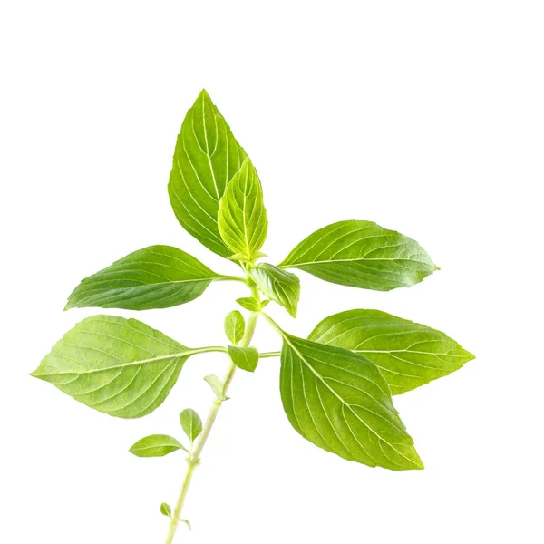 Green fresh sweet basil leafs isolated on white background — Stock Photo, Image