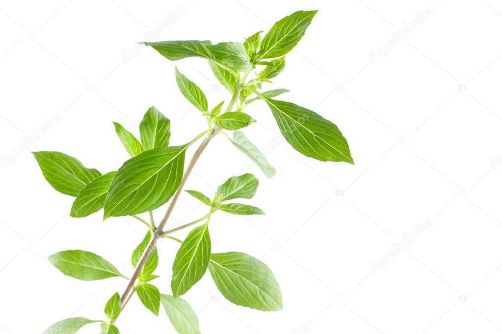 Green fresh sweet basil leafs isolated on white background
