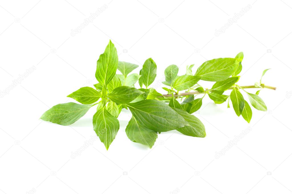 Green fresh sweet basil leafs isolated on white background