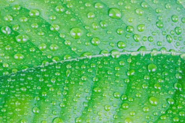 Limon ağacı ıslak yaprak yağmur veya çiğ damlaları ile. Makro çekim yığın teknoloji aracılığıyla yapılır