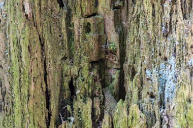 Eski ahşap doku veya arka plan. Makro çekim bir çürümüş ağaç kütüğü. Yığın teknoloji sayesinde şutu