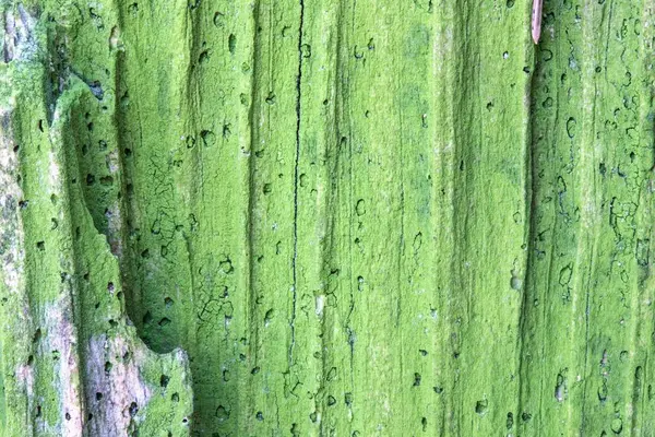 Old Wood Texture Background Macro Shot Rotten Tree Stump Shot — Stock Photo, Image