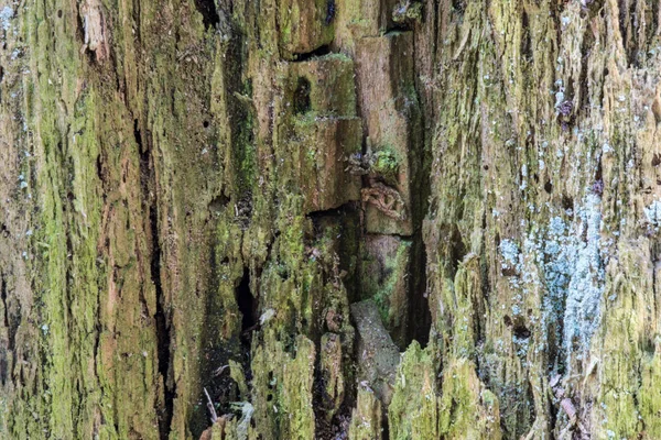 旧木质地或背景 一个烂树桩的宏观拍摄 用叠加技术制作的镜头 — 图库照片