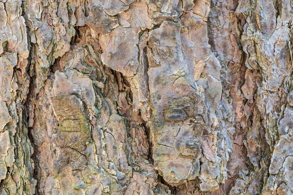松树树皮的纹理或背景 树桩的宏观图景 射击是通过堆叠技术进行的 — 图库照片