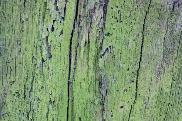 Old Wood Texture Background Macro Shot Rotten Tree Stump Shot — Stock Photo, Image