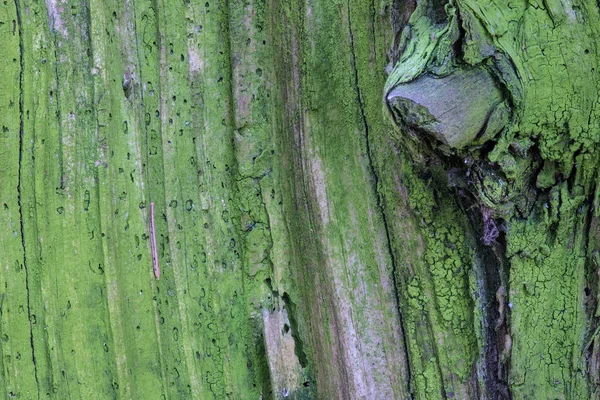 古い木材のテクスチャや背景 マクロ撮影の腐った木の切り株 積層技術によって ショットが行われました — ストック写真