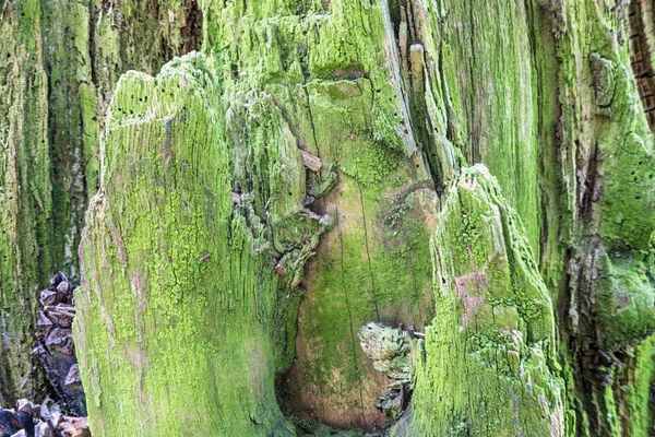 Die Alte Holzstruktur Oder Der Hintergrund Makroaufnahme Eines Morschen Baumstumpfes — Stockfoto