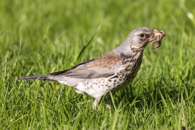 Fieldfare veya Turdus pilaris güneşli bir günde çimenlerin üzerinde