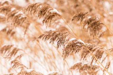Tüylü otların güzel yatay arka planı ya da dokusu ya da hoar ya da rime ile kaplı kovil alanı soğuk, soğuk ya da dondurucu kış havası