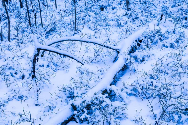 Ağaçların Çalıların Kış Parkındaki Çimlerin Ormanın Buz Karla Kaplı Olduğu — Stok fotoğraf