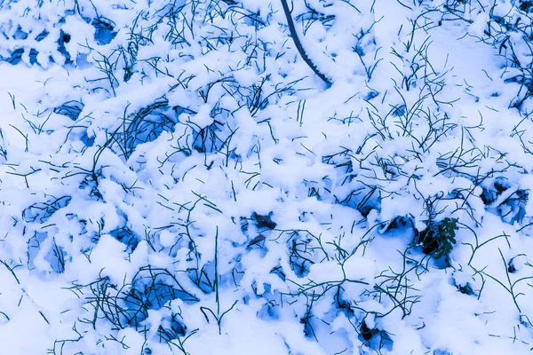 Bílé Pozadí Sněhu Padalo Keře Trávu Zimním Lese Nebo Parku — Stock fotografie