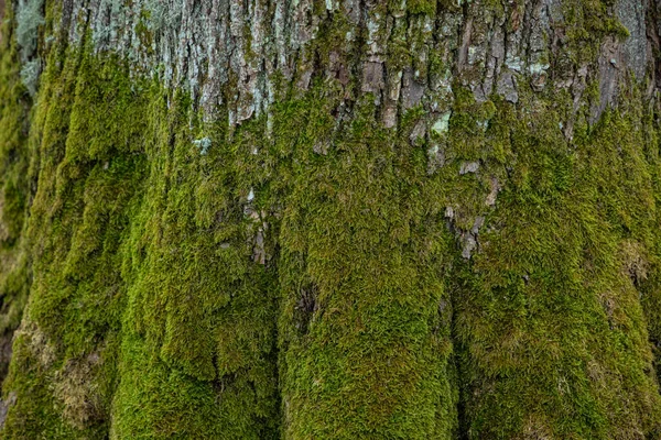 绿色苔藓和苔藓覆盖的树干的背景或质地 — 图库照片