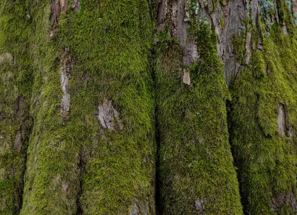 绿色苔藓和苔藓覆盖的树干的背景或质地 — 图库照片