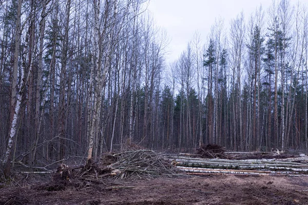 Несанкціоноване Різання Деревини Або Збирання Деревини Навесні Або Восени Лісі — стокове фото