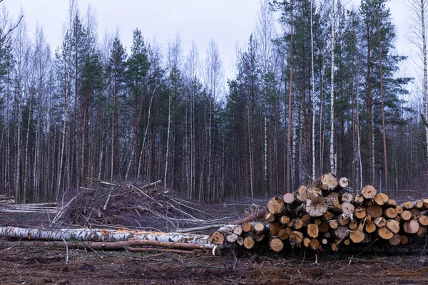 Несанкціоноване Різання Деревини Або Збирання Деревини Навесні Або Восени Лісі — стокове фото