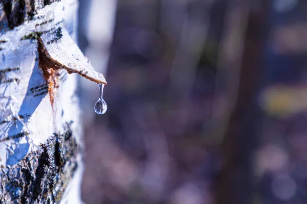 Güneşli bahar gününde huş ağacı suyu toplanması. Yapayalnız huş ağacı, ağaç kabuğu üçgeniyle huş suyuyla toplanmak için.