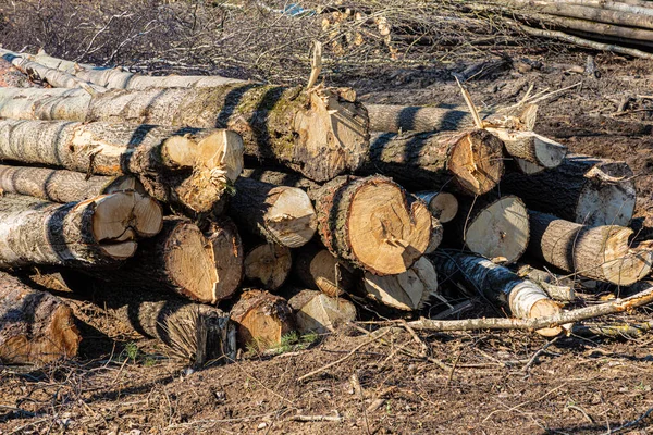 Pile Heap Cut Tree Trunks Ground Soil Sunny Spring Autumn — Stock Photo, Image