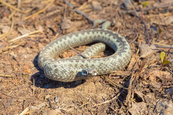 Graue Viper Oder Natter Giftschlange Angreifender Oder Wehrhafter Pose Zusammengerollt — Stockfoto