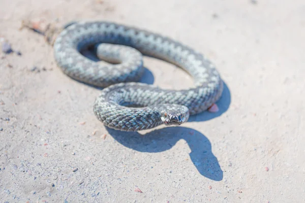 Saldırıda ya da savunma pozisyonunda asfalt yolda örülmüş gri engerek yılanı ya da zehirli yılan.