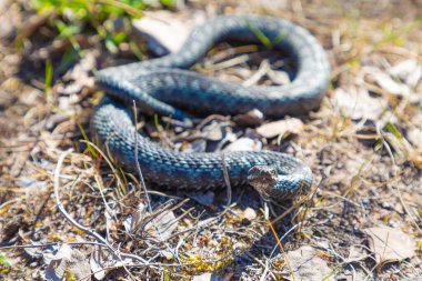 Gri engerek yılanı ya da yılan zehirli yılan kahverengi bahar toprağı ya da eski yapraklar, çimenler ve dallar arasında örgü örer.