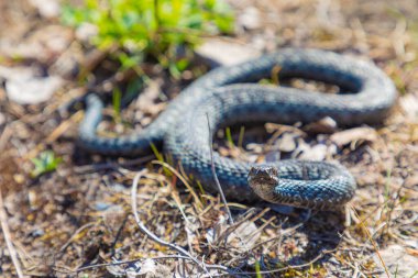 Gri engerek yılanı ya da yılan zehirli yılan kahverengi bahar toprağı ya da eski yapraklar, çimenler ve dallar arasında örgü örer.