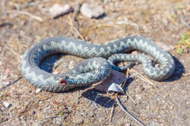 Gri engerek yılanı ya da yılan zehirli yılan kahverengi bahar toprağı ya da eski yapraklar, çimenler ve dallar arasında örgü örer.