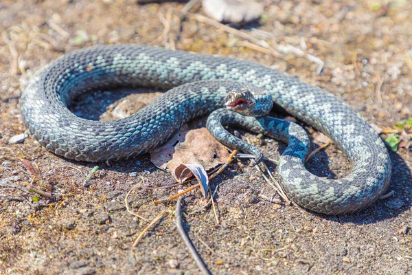 Vipère Grise Serpent Venimeux Adder Dans Pose Attaquante Défensive Roulé — Photo