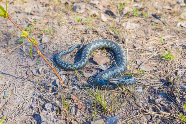 灰色毒蛇或毒蛇在褐色春土上或旧叶 青草和树枝间的地面路径上 以针织方式卷曲攻击或防御 — 图库照片