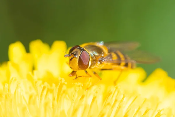 Makro Skott Den Vackra Flugan Som Äter Nektar Den Gula — Stockfoto