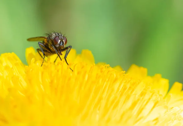 Makro Skott Den Vackra Flugan Som Äter Nektar Den Gula — Stockfoto