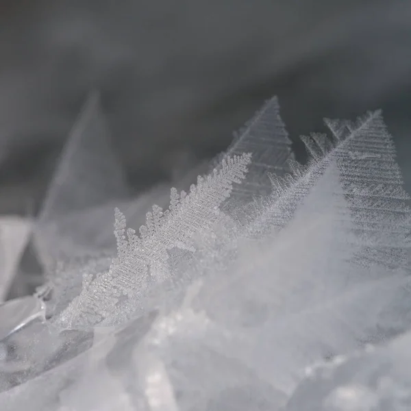 Copo Nieve Como Una Pluma Ave Imagen Cuadrada —  Fotos de Stock