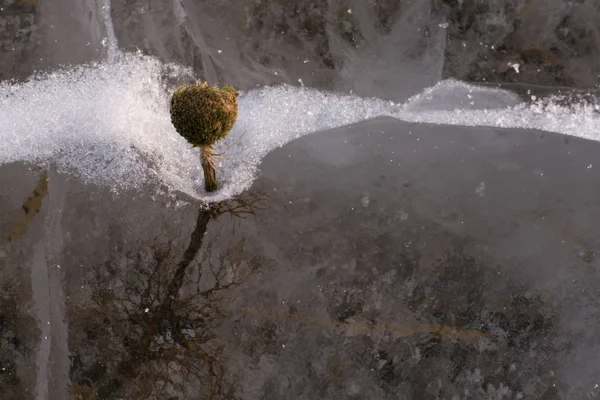 Wither plant like tree with roots frozen inside Baikal ice , macro-landscape, macro photography